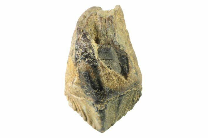 Fossil Dinosaur (Triceratops) Tooth - Montana #339810